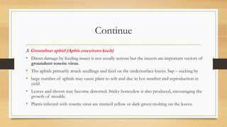 Continue
3. Groundnut aphid (Aphis craccivora koch)
• Direct damage by feeding insect is not usually serious but the insects are important vectors of
groundnut rosette virus.
• The aphids primarily attack seedlings and feed on the undersurface leaves. Sap – sucking by
• large number of aphids may cause plant to wilt and due in hot weather and reproduction in
yield.
• Leaves and shoots may become distorted. Sticky honeydew is also produced, encouraging the
growth of moulds.
• Plants infected with rosette virus are stunted yellow or dark green molting on the leaves.
 