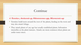 Continue
4. Termites ; Amitermis sp, Odontotermes spp, Microtermis ssp
• Termites build nests around the root of the plants, feeding on the roots and
may also attack foliage.
• They attack plants of any age but usually established plants. Infestation
intensifies as the plant matures. Attacks are more common where plants are
under water stress.
 