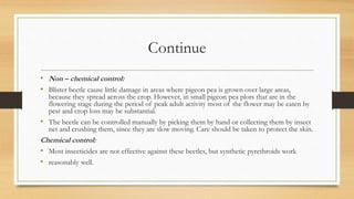 Continue
• Non – chemical control:
• Blister beetle cause little damage in areas where pigeon pea is grown over large areas,
because they spread across the crop. However, in small pigeon pea plots that are in the
flowering stage during the period of peak adult activity most of the flower may be eaten by
pest and crop loss may be substantial.
• The beetle can be controlled manually by picking them by hand or collecting them by insect
net and crushing them, since they are slow moving. Care should be taken to protect the skin.
Chemical control:
• Most insecticides are not effective against these beetles, but synthetic pyrethroids work
• reasonably well.
 
