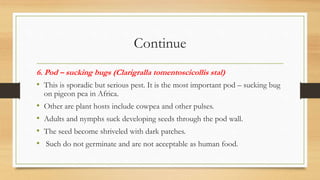 Continue
6. Pod – sucking bugs (Clarigralla tomentoscicollis stal)
• This is sporadic but serious pest. It is the most important pod – sucking bug
on pigeon pea in Africa.
• Other are plant hosts include cowpea and other pulses.
• Adults and nymphs suck developing seeds through the pod wall.
• The seed become shriveled with dark patches.
• Such do not germinate and are not acceptable as human food.
 