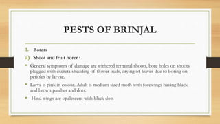 PESTS OF BRINJAL
1. Borers
a) Shoot and fruit borer :
• General symptoms of damage are withered terminal shoots, bore holes on shoots
plugged with excreta shedding of flower buds, drying of leaves due to boring on
petioles by larvae.
• Larva is pink in colour. Adult is medium sized moth with forewings having black
and brown patches and dots.
• Hind wings are opalescent with black dots
 