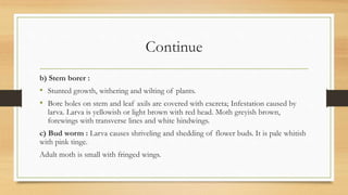 Continue
b) Stem borer :
• Stunted growth, withering and wilting of plants.
• Bore holes on stem and leaf axils are covered with excreta; Infestation caused by
larva. Larva is yellowish or light brown with red head. Moth greyish brown,
forewings with transverse lines and white hindwings.
c) Bud worm : Larva causes shriveling and shedding of flower buds. It is pale whitish
with pink tinge.
Adult moth is small with fringed wings.
 