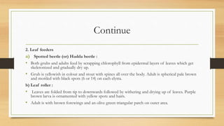 Continue
2. Leaf feeders
a) Spotted beetle (or) Hadda beetle :
• Both grubs and adults feed by scrapping chlorophyll from epidermal layers of leaves which get
skeletonized and gradually dry up.
• Grub is yellowish in colour and stout with spines all over the body. Adult is spherical pale brown
and mottled with black spots (6 or 14) on each elytra.
b) Leaf roller :
• Leaves are folded from tip to downwards followed by withering and drying up of leaves. Purple
brown larva is ornamented with yellow spots and hairs.
• Adult is with brown forewings and an olive green triangular patch on outer area.
 