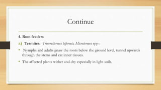 Continue
4. Root feeders
a) Termites: Trinervitermes biformis, Microtermes spp :
• Nymphs and adults gnaw the roots below the ground level, tunnel upwards
through the stems and eat inner tissues.
• The affected plants wither and dry especially in light soils.
 