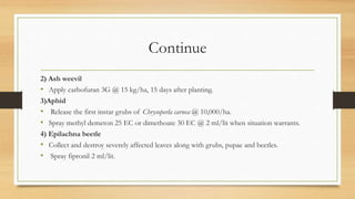 Continue
2) Ash weevil
• Apply carbofuran 3G @ 15 kg/ha, 15 days after planting.
3)Aphid
• Release the first instar grubs of Chrysoperla carnea @ 10,000/ha.
• Spray methyl demeton 25 EC or dimethoate 30 EC @ 2 ml/lit when situation warrants.
4) Epilachna beetle
• Collect and destroy severely affected leaves along with grubs, pupae and beetles.
• Spray fipronil 2 ml/lit.
 