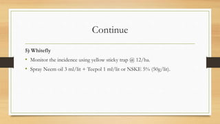 Continue
5) Whitefly
• Monitor the incidence using yellow sticky trap @ 12/ha.
• Spray Neem oil 3 ml/lit + Teepol 1 ml/lit or NSKE 5% (50g/lit).
 