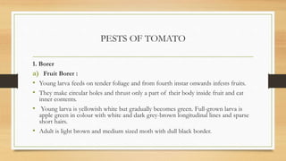 PESTS OF TOMATO
1. Borer
a) Fruit Borer :
• Young larva feeds on tender foliage and from fourth instar onwards infests fruits.
• They make circular holes and thrust only a part of their body inside fruit and eat
inner contents.
• Young larva is yellowish white but gradually becomes green. Full-grown larva is
apple green in colour with white and dark grey-brown longitudinal lines and sparse
short hairs.
• Adult is light brown and medium sized moth with dull black border.
 