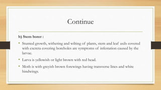 Continue
b) Stem borer :
• Stunted growth, withering and wilting of plants, stem and leaf axils covered
with excreta covering boreholes are symptoms of infestation caused by the
larvae.
• Larva is yellowish or light brown with red head.
• Moth is with greyish brown forewings having transverse lines and white
hindwings.
 