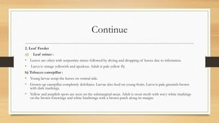 Continue
2. Leaf Feeder
a) Leaf miner :
• Leaves are often with serpentine mines followed by drying and dropping of leaves due to infestation.
• Larva is orange yellowish and apodous. Adult is pale yellow fly.
b) Tobacco caterpillar :
• Young larvae scrap the leaves on ventral side.
• Grown-up caterpillar completely defoliates. Larvae also feed on young fruits. Larva is pale greenish brown
with dark markings.
• Yellow and purplish spots are seen on the submarginal areas. Adult is stout moth with wavy white markings
on the brown forewings and white hindwings with a brown patch along its margin.
 