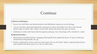Continue
c) Green semilooper :
• Leaves are with holes and skeletonisation and defoliation represent severe damage.
• Larva is slender, attenuated anteriorly and green in colour with light wavy lines and a broad
lateral stripe on either side. Adult is stout moth. Head and thorax are grey in colour.
• Abdomen is white with basal tufts ferruginous and grey wavy forewings with a slender Y– mark.
d) Spotted beetles :
• Both grubs and adults feed by scrapping chlorophyll from epidermal layers of leaves which get
skeletonized and gradually dry up.
• Grub is yellowish in colour and stout with spines all over the body. Adult is spherical pale brown
and mottled with black spots (6 or 14) on each elytra.
 