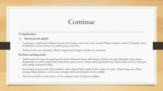 Continue
3. Sap Feeders
a) Green peach aphid :
• Leaves get curled and crinkled coated with honey- dew and sooty mould. Plants remain stunted. Nymphs occur
in different colour forms viz.,yellow, green and red.
• Yellow forms are dominant. Both winged and wingless adults are common.
b) Fruit sucking moth :
• Adult sucks the juice by piercing the fruits. Infested fruits will shrink, shrivel, rot and ultimately drop down.
Semilooper is with orange blue and yellow spots on its velvety dark speckled body. Stout built moth is with grey
and orange coloured wings.
• Forewing are gray with white patches and a tripod black mark in the center of each. Hind wings are yellow
bearing black patches on the outer margin and curved patch in the middle.
• The larvae feeds on the leaves of the creeper weed Tinospora vordifolia.
 