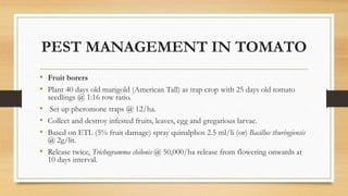 PEST MANAGEMENT IN TOMATO
• Fruit borers
• Plant 40 days old marigold (American Tall) as trap crop with 25 days old tomato
seedlings @ 1:16 row ratio.
• Set up pheromone traps @ 12/ha.
• Collect and destroy infested fruits, leaves, egg and gregarious larvae.
• Based on ETL (5% fruit damage) spray quinalphos 2.5 ml/li (or) Bacillus thuringiensis
@ 2g/lit.
• Release twice, Trichogramma chilonis @ 50,000/ha release from flowering onwards at
10 days interval.
 