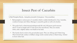 Insect Pest of Cucurbits
1) Red Pumpkin Beetle, Aulacophora foveicollis (Coleoptera: Chrysomelidae)
• Red pumpkin is serious pest of cucurbits which is widely distributed in Asia, Australia,
southern Europe and Africa. Damage is caused by grubs as well as by beetles.
• The grubs lead a subterranean(underground) life and, full grown grub measure
about 12 mm in length and 3.5 mm across the mesothorax. They are creamy
white, with a slightly darker oval shield at the back.
• The beetles feed on above the ground plant parts. They are oblong and 5-8mm long.
Their dorsal body surface is brilliant orange red & ventral surface is black being clothed
in short white hair.
 