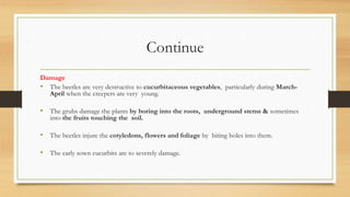 Continue
Damage
• The beetles are very destructive to cucurbitaceous vegetables, particularly during March-
April when the creepers are very young.
• The grubs damage the plants by boring into the roots, underground stems & sometimes
into the fruits touching the soil.
• The beetles injure the cotyledons, flowers and foliage by biting holes into them.
• The early sown cucurbits are to severely damage.
 