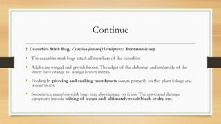 Continue
2. Cucurbits Stink Bug, Cordius janus (Hemiptera: Pentatomidae)
• The cucurbits stink bugs attack all members of the cucurbits.
• Adults are winged and grayish brown. The edges of the abdomen and underside of the
insect have orange to orange brown stripes.
• Feeding by piercing and sucking mouthparts occurs primarily on the plant foliage and
tender stems.
• Sometimes, cucurbits stink bugs may also damage on fruits. The associated damage
symptoms include wilting of leaves and ultimately result black or dry out.
 