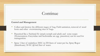 Continue
Control and Management
• Collect and destroy the different stages of bug. Field sanitation, removal of weed
hosts and other overwintering sites of bugs.
• Parasitiod like a Tachinid fly (attack nymph and adult) and some wasps
(Hymenoptera: Encyrtidae and Scelionidae are egg parasition) can be used for
management.
• Spray 1 liter of malathion 50EC in 250 liters of water per ha. Spray Rogor
(dimethoate) 30 EC @1ml/liter of water.
 