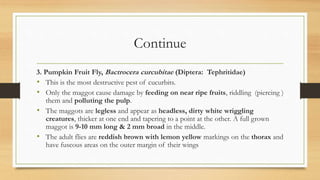 Continue
3. Pumpkin Fruit Fly, Bactrocera curcubitae (Diptera: Tephritidae)
• This is the most destructive pest of cucurbits.
• Only the maggot cause damage by feeding on near ripe fruits, riddling (piercing )
them and polluting the pulp.
• The maggots are legless and appear as headless, dirty white wriggling
creatures, thicker at one end and tapering to a point at the other. A full grown
maggot is 9-10 mm long & 2 mm broad in the middle.
• The adult flies are reddish brown with lemon yellow markings on the thorax and
have fuscous areas on the outer margin of their wings
 