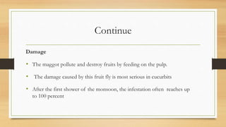 Continue
Damage
• The maggot pollute and destroy fruits by feeding on the pulp.
• The damage caused by this fruit fly is most serious in cucurbits
• After the first shower of the monsoon, the infestation often reaches up
to 100 percent
 