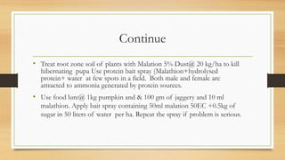 Continue
• Treat root zone soil of plants with Malation 5% Dust@ 20 kg/ha to kill
hibernating pupa Use protein bait spray (Malathion+hydrolysed
protein+ water at few spots in a field. Both male and female are
attracted to ammonia generated by protein sources.
• Use food lure@ 1kg pumpkin and & 100 gm of jaggery and 10 ml
malathion. Apply bait spray containing 50ml malation 50EC +0.5kg of
sugar in 50 liters of water per ha. Repeat the spray if problem is serious.
 