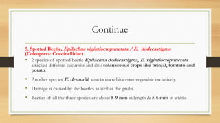 Continue
5. Spotted Beetle, Epilachna vigintioctopunctata / E. dodecastigma
(Coleoptera: Coccinellidae)
• 2 species of spotted beetle Epilachna dodecastigma, E. vigintioctopunctata
attacked different cucurbits and also solanaceous crops like brinjal, tomtato and
potato.
• Another species E. demurili, attacks cucurbitaceous vegetable exclusively.
• Damage is caused by the beetles as well as the grubs.
• Beetles of all the three species are about 8-9 mm in length & 5-6 mm in width.
 