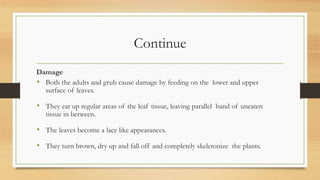 Continue
Damage
• Both the adults and grub cause damage by feeding on the lower and upper
surface of leaves.
• They eat up regular areas of the leaf tissue, leaving parallel band of uneaten
tissue in between.
• The leaves become a lace like appearances.
• They turn brown, dry up and fall off and completely skeletonize the plants.
 