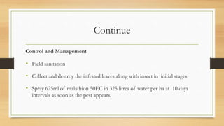 Continue
Control and Management
• Field sanitation
• Collect and destroy the infested leaves along with insect in initial stages
• Spray 625ml of malathion 50EC in 325 litres of water per ha at 10 days
intervals as soon as the pest appears.
 