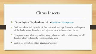 Citrus Insects
1. Citrus Psylla - Diaphorina citri (Psyllidae: Hemiptera)
• Both the adults and nymphs of this pest suck the sap from the tender parts
of the buds, leaves, branches and injects a toxic substance into them
• Nymphs excrete white crystalline waxy pellets on which black sooty mould
develop which reduces the photosynthetic area
• Vector for spreading'citrus greening' disease
 