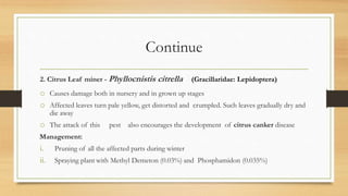 Continue
2. Citrus Leaf miner - Phyllocnistis citrella (Gracillaridae: Lepidoptera)
o Causes damage both in nursery and in grown up stages
o Affected leaves turn pale yellow, get distorted and crumpled. Such leaves gradually dry and
die away
o The attack of this pest also encourages the development of citrus canker disease
Management:
i. Pruning of all the affected parts during winter
ii. Spraying plant with Methyl Demeton (0.03%) and Phosphamidon (0.035%)
 