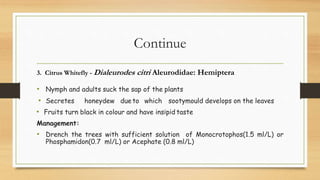 Continue
3. Citrus Whitefly - Dialeurodes citri Aleurodidae: Hemiptera
• Nymph and adults suck the sap of the plants
• Secretes honeydew dueto which sootymould develops on the leaves
• Fruits turn black in colour and have insipid taste
Management:
• Drench the trees with sufficient solution of Monocrotophos(1.5 ml/L) or
Phosphamidon(0.7 ml/L) or Acephate (0.8 ml/L)
 