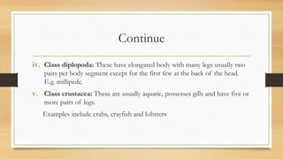 Continue
iv. Class diplopoda: These have elongated body with many legs usually two
pairs per body segment except for the first few at the back of the head.
E.g. millipede.
v. Class crustacea: These are usually aquatic, possesses gills and have five or
more pairs of legs.
Examples include crabs, crayfish and lobsters
 