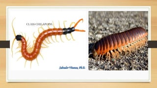 CLASS CHILAPODA
CLASS DIPLOPODA
 