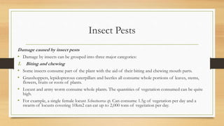 Insect Pests
Damage caused by insect pests
• Damage by insects can be grouped into three major categories:
1. Biting and chewing
• Some insects consume part of the plant with the aid of their biting and chewing mouth parts.
• Grasshoppers, lepidopterous caterpillars and beetles all consume whole portions of leaves, stems,
flowers, fruits or roots of plants.
• Locust and army worm consume whole plants. The quantities of vegetation consumed can be quite
high.
• For example, a single female locust Schostocerca sp. Can consume 1.5g of vegetation per day and a
swarm of locusts covering 10km2 can eat up to 2,000 tons of vegetation per day.
 