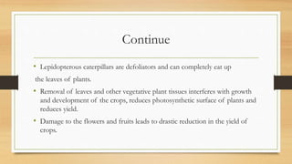 Continue
• Lepidopterous caterpillars are defoliators and can completely eat up
the leaves of plants.
• Removal of leaves and other vegetative plant tissues interferes with growth
and development of the crops, reduces photosynthetic surface of plants and
reduces yield.
• Damage to the flowers and fruits leads to drastic reduction in the yield of
crops.
 