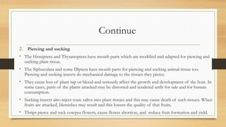 Continue
2. Piercing and sucking
• The Hemiptera and Thysanoptera have mouth parts which are modified and adapted for piercing and
sucking plant tissue.
• The Siphuculata and some Diptera have mouth parts for piercing and sucking animal tissue too.
Piercing and sucking insects do mechanical damage to the tissues they pierce.
• They cause loss of plant sap or blood and seriously affect the growth and development of the host. In
some cases, parts of the plants attacked may be distorted and rendered unfit for sale and for human
consumption.
• Sucking insects also inject toxic saliva into plant tissues and this may cause death of such tissues. When
fruits are attacked, blemishes may result and this lowers the quality of that fruits.
• Thrips pierce and suck cowpea flowers, cause flower abortion, and reduce fruit formation and yield.
 