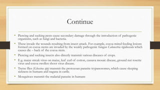 Continue
• Piercing and sucking pests cause secondary damage through the introduction of pathogenic
organisms, such as fungi and bacteria.
• These invade the wounds resulting from insect attack. For example, cocoa mired feeding lesions
formed on cocoa stems are invaded by the weakly pathogenic fungus Calonectria rigidiuscula which
causes die – back of the cocoa stem.
• Piercing and sucking insects also directly transmit various diseases of crops.
• E.g. maize streak virus on maize, leaf curl of cotton, cassava mosaic disease, ground nut rosette
virus and cocoa swollen shoot virus disease.
• Tsetse flies (Glossina spp) transmit the protozoan parasite trypanosomes, which cause sleeping
sickness in humans and nagana in cattle.
• Mosquitoes transmit the malarial parasite in humans
 