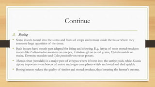Continue
3. Boring
• Some insects tunnel into the stems and fruits of crops and remain inside the tissue where they
consume large quantities of the tissue.
• Such insects have mouth part adapted for biting and chewing. E.g, larvae of most stored products
insects like Callosobruchus maculates on cowpea, Tribolium spp on cereal grains, Ephestia cantella on
maize, Dermestus maculates and Cylas puncticollor on sweet potato.
• Maruca vitrate (testulalis) is a major pest of cowpea where it bores into the unripe pods, while Sesania
spp are important stem borers of maize and sugar cane plants which are bored and died quickly.
• Boring insects reduce the quality of timber and stored produce, thus lowering the farmer’s income.
 