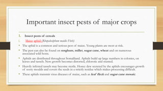 Important insect pests of major crops
1. Insect pests of cereals
i. Maize aphid (Rhopalosiphum maidis Fitch)
• The aphid is a common and serious pest of maize. Young plants are most at risk.
• The pest can also be found on sorghum, millet, sugar cane, wheat and on numerous
associated wild hosts.
• Aphids are distributed throughout Somaliland. Aphids build up large numbers in colonies, on
leaves and tassels. New growth becomes distorted, chlorotic and stunted.
• Heavily infested tassels may become sterile. Honey dew secreted by the aphids encourages growth
of sooty moulds and covers the seeds in a strictly residue which makes processing difficult.
• These aphids transmit virus diseases of maize, such as leaf fleck and sugar cane mosaic.
 