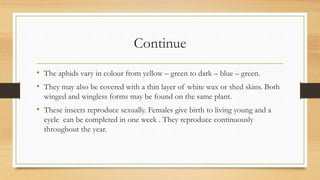 Continue
• The aphids vary in colour from yellow – green to dark – blue – green.
• They may also be covered with a thin layer of white wax or shed skins. Both
winged and wingless forms may be found on the same plant.
• These insects reproduce sexually. Females give birth to living young and a
cycle can be completed in one week . They reproduce continuously
throughout the year.
 