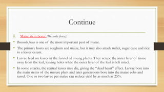 Continue
ii. Maize stem borer (Busseola fusca):
• Busseola fusca is one of the most important pest of maize.
• The primary hosts are sorghum and maize, but it may also attack millet, sugar cane and rice
to a lesser extent.
• Larvae feed on leaves in the funnel of young plants. They scrape the inner layer of tissue
away from the leaf, leaving holes while the outer layer of the leaf is left intact.
• In some attacks, the central leaves may die, giving the “dead heart” effect. Larvae bore into
the main stems of the mature plant and later generations bore into the maize cobs and
tassel. One or two larvae per maize can reduce yield by as much as 25%.
 