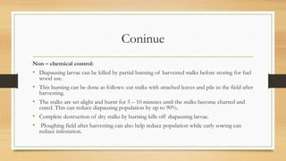 Coninue
Non – chemical control:
• Diapausing larvae can be killed by partial burning of harvested stalks before storing for fuel
wood use.
• This burning can be done as follows: cut stalks with attached leaves and pile in the field after
harvesting.
• The stalks are set alight and burnt for 5 – 10 minutes until the stalks become charred and
cured. This can reduce diapausing population by up to 90%.
• Complete destruction of dry stalks by burning kills off diapausing larvae.
• Ploughing field after harvesting can also help reduce population while early sowing can
reduce infestation.
 
