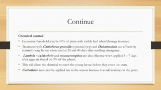 Continue
Chemical control:
• Economic threshold level is 10% of plant with visible leaf whorl damage in maize.
• Treatment with Carbofuran gramille (systemic)(wp) and Deltamethrin can effectively
control young larvae when used at 20 and 40 days after seedling emergence.
• Lambda – cylalothrin and monocrotophos are also effective when applied 5 – 7 days
after eggs are found on 5% of the plants.
• This will allow the chemical to reach the young larvae before they enter the stem.
• Carbofuran must not be applied late in the season because it would residues in the grain.
 