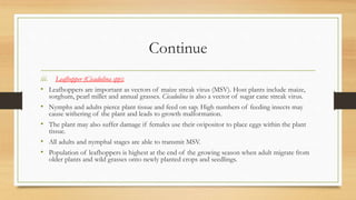 Continue
iii. Leafhopper (Cicadulina spp):
• Leafhoppers are important as vectors of maize streak virus (MSV). Host plants include maize,
sorghum, pearl millet and annual grasses. Cicadulina is also a vector of sugar cane streak virus.
• Nymphs and adults pierce plant tissue and feed on sap. High numbers of feeding insects may
cause withering of the plant and leads to growth malformation.
• The plant may also suffer damage if females use their ovipositor to place eggs within the plant
tissue.
• All adults and nymphal stages are able to transmit MSV.
• Population of leafhoppers is highest at the end of the growing season when adult migrate from
older plants and wild grasses onto newly planted crops and seedlings.
 