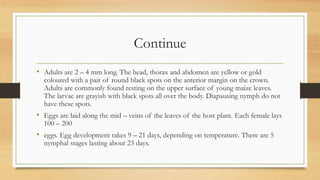 Continue
• Adults are 2 – 4 mm long. The head, thorax and abdomen are yellow or gold
coloured with a pair of round black spots on the anterior margin on the crown.
Adults are commonly found resting on the upper surface of young maize leaves.
The larvae are grayish with black spots all over the body. Diapausing nymph do not
have these spots.
• Eggs are laid along the mid – veins of the leaves of the host plant. Each female lays
100 – 200
• eggs. Egg development takes 9 – 21 days, depending on temperature. There are 5
nymphal stages lasting about 23 days.
 