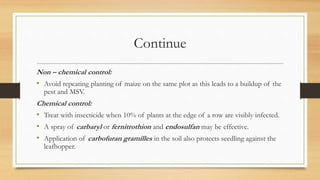 Continue
Non – chemical control:
• Avoid repeating planting of maize on the same plot as this leads to a buildup of the
pest and MSV.
Chemical control:
• Treat with insecticide when 10% of plants at the edge of a row are visibly infected.
• A spray of carbaryl or fernitrothion and endosulfan may be effective.
• Application of carbofuran gramilles in the soil also protects seedling against the
leafhopper.
 