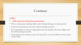 Continue
2. Millet.
iv. Millet stem borer (Pennisetum americanum)
• This is a major pest attacking millet stems through all stages of plant growth.
• Larvae bore directly into the stem without feeding on leaves.
• If the population of larvae is high, plants that are attacked early may collapse and
die without giving any yield.
• Larger plants may continue to grow but may fail to set seed. Effects are most sense
on late millet.
 