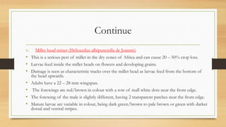 Continue
v. Millet head miner (Helioceilus albipunctella de Joannis)
• This is a serious pest of millet in the dry zones of Africa and can cause 20 – 50% crop loss.
• Larvae feed inside the millet heads on flowers and developing grains.
• Damage is seen as characteristic tracks over the millet head as larvae feed from the bottom of
the head upwards.
• Adults have a 22 – 28 mm wingspan.
• The forewings are red/brown in colour with a row of mall white dots near the front edge.
• The forewing of the male is slightly different, having 2 transparent patches near the front edge.
• Mature larvae are variable in colour, being dark green/brown to pale brown or green with darker
dorsal and ventral stripes.
 