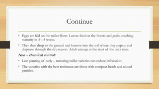 Continue
• Eggs are laid on the millet floret. Larvae feed on the florets and grain, reaching
maturity in 3 – 4 weeks.
• They then drop to the ground and burrow into the soil where they pupate and
diapause through the dry season. Adult emerge at the start of the next rains.
Non – chemical control:
• Late planting of early – maturing millet varieties can reduce infestation.
• The varieties with the best resistance are those with compact heads and closed
panicles.
 