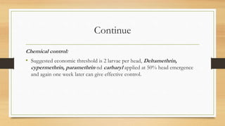 Continue
Chemical control:
• Suggested economic threshold is 2 larvae per head, Deltamethrin,
cypermethrin, paramethrin nd carbaryl applied at 50% head emergence
and again one week later can give effective control.
 