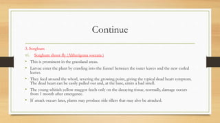 Continue
3. Sorghum
vi. Sorghum shoot fly (Altherigona soccata )
• This is prominent in the grassland areas.
• Larvae enter the plant by crawling into the funnel between the outer leaves and the new curled
leaves.
• They feed around the whorl, severing the growing point, giving the typical dead heart symptom.
The dead heart can be easily pulled out and, at the base, emits a bad smell.
• The young whitish yellow maggot feeds only on the decaying tissue, normally, damage occurs
from 1 month after emergence.
• If attack occurs later, plants may produce side tillers that may also be attacked.
 