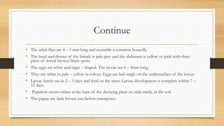 Continue
• The adult flies are 4 – 5 mm long and resemble a common housefly.
• The head and thorax of the female is pale grey and the abdomen is yellow or pink with three
parts of dorsal brown/black spots.
• The eggs are white and cigar – shaped. The larvae are 6 – 8mm long.
• They are white to pale – yellow in colour. Eggs are laid singly on the undersurface of the leaves.
• Larvae hatch out in 2 – 3 days and feed on the stem. Larvae development is complete within 7 –
12 days.
• Pupation occurs either at the base of the decaying plant or, mile rarely, in the soil.
• The pupae are dark brown just before emergence.
 